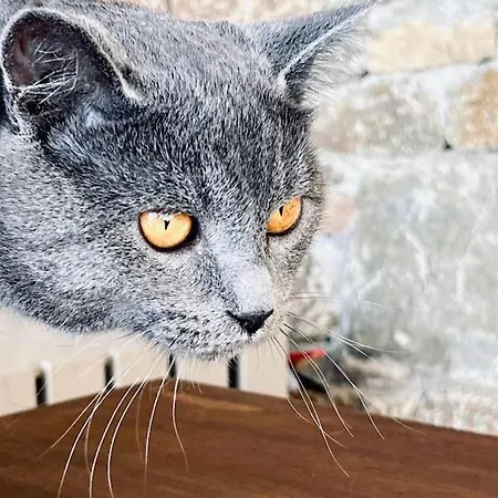 Βίλα Casa Zen Mykonos *