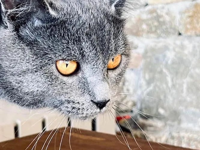 ヴィラ Casa Zen Mykonos *